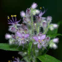 Floscopa scandens Lour.